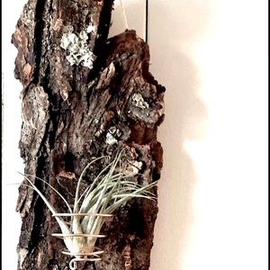 Plant wall bark, natural plant